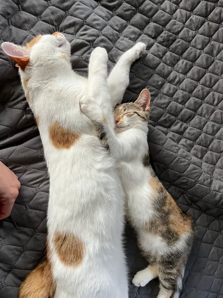 Two cats sleeping stretched out side by side on a grey quilt.